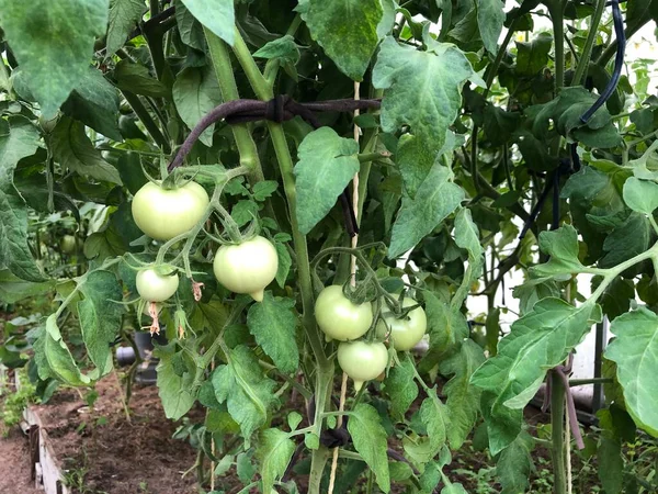 Tomatbuskar Växer Ett Växthus Odlade Tomater — Stockfoto