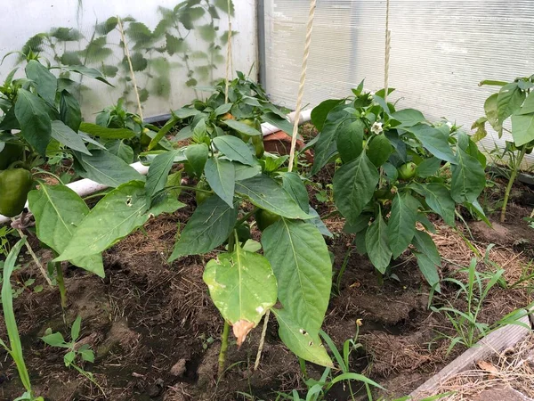 Στην Καλλιέργεια Του Πιπεριού Bell Πιπέρι Φυτά Αναπτύσσονται Μέσα Στο — Φωτογραφία Αρχείου