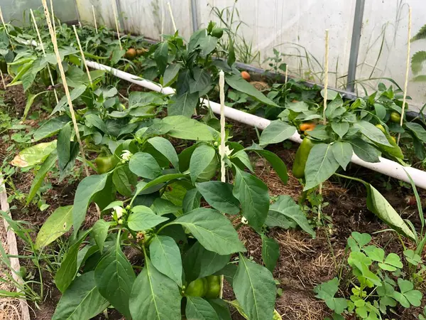 Στην Καλλιέργεια Πιπεριού Φυτά Πιπεριού Αναπτύσσονται Μέσα Στο Θερμοκήπιο — Φωτογραφία Αρχείου