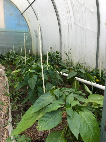 In the cultivation of pepper. Bell pepper plants grow inside the greenhouse.