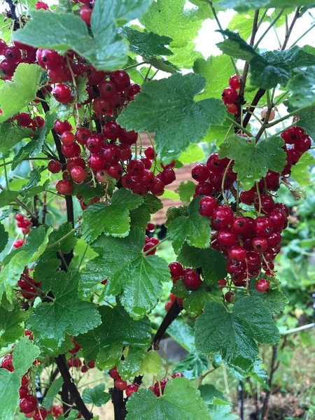 红醋栗浆果在灌木丛中 — 图库照片