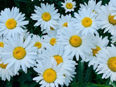 Beyaz papatyaların geçmişi. Yakın plan..