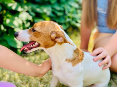 Çocukların elleri köpeği okşuyor ve onunla yakından oynuyor..