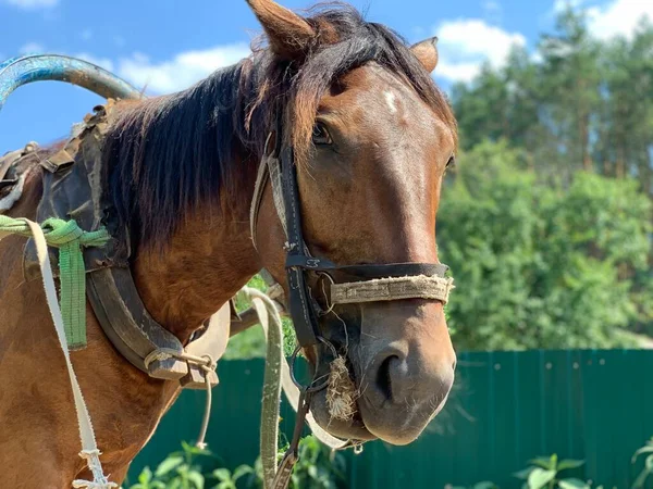 Head Brown Horse Close — Stock Photo, Image