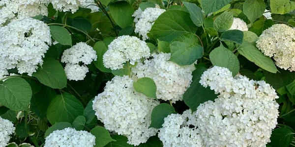 Papel Parede Flores Brancas Fundo Flores Brancas Entre Folhas Verdes — Fotografia de Stock