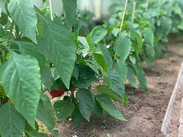 Peperoncino Che Cresce Giardino Coltivazione Peperoni Primo Piano — Foto Stock