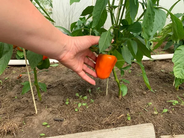 Bell pepper growing in the garden. Growing bell pepper. Close-up.