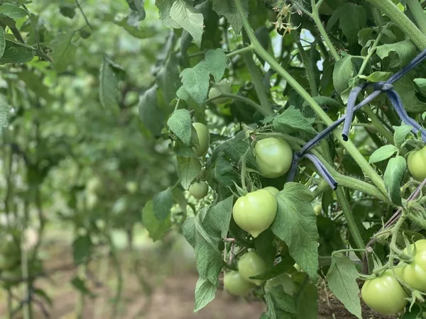 Gröna Omogna Tomater Växer Gren Tomatodling — Stockfoto