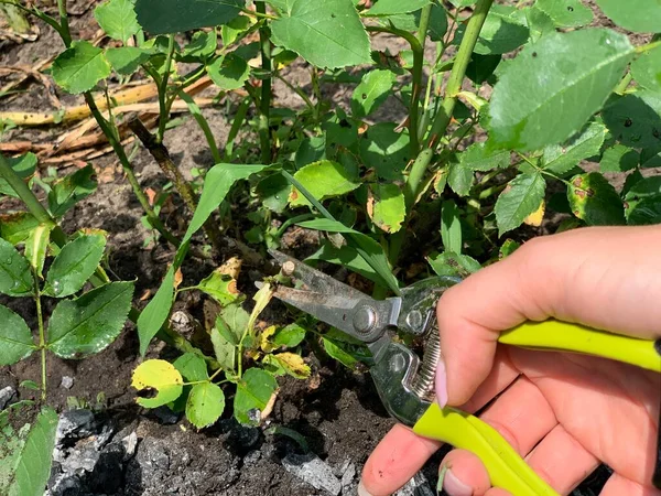 Taille Des Roses Été Dans Jardin Avec Des Cisailles Jardin — Photo