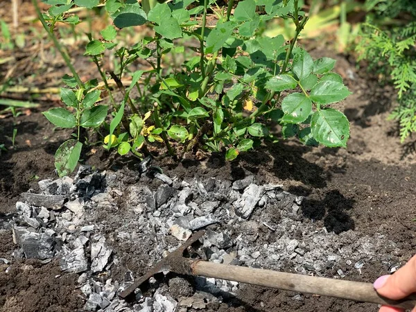Adicionar Cinzas Solo Fertilizando Rosas Jardim Com Cinzas Crescer Cuidar — Fotografia de Stock