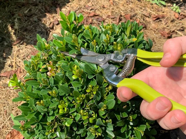 Pruning Ornamental Shrubs Scissors Pruning Decorative Boxwood Home — Photo