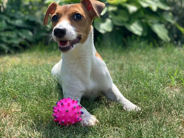 Jack Russell Terrier Cão Senta Grama Joga Com Uma Bola — Fotografia de Stock