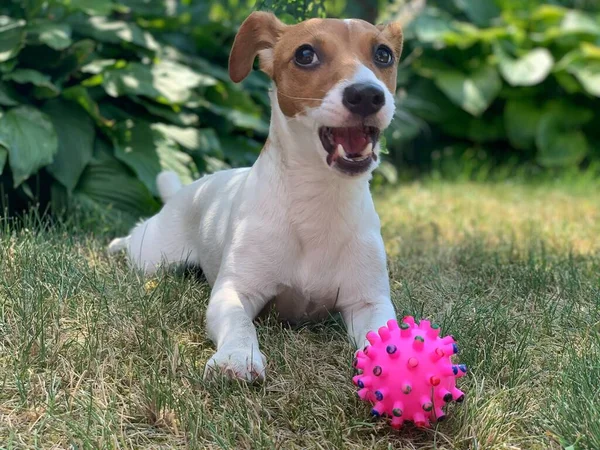 Jack Russell Terrier Dog Sits Grass Plays Ball — Stock Photo, Image