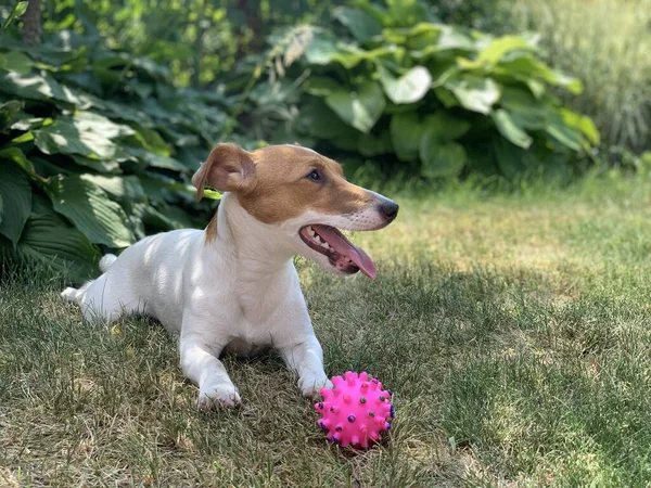 Jack Russell Terriër Hond Zit Het Gras Speelt Met Een — Stockfoto
