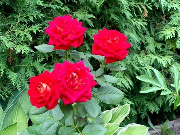 花园里长着红玫瑰 — 图库照片