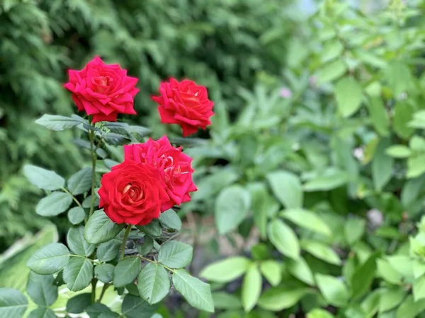 美丽的红色花园玫瑰 模糊的背景 放在你的文字位置上 — 图库照片