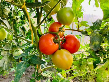 Ripe red tomatoes on a branch. Growing tomatoes.