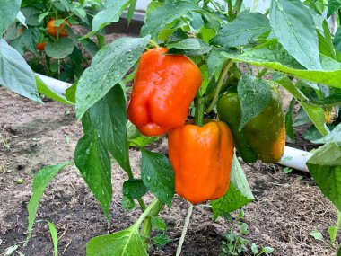 Ripe orange bell pepper on a branch. growing pepper. Gardening.