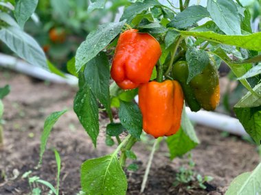Ripe orange bell pepper on a branch. growing pepper. Gardening.