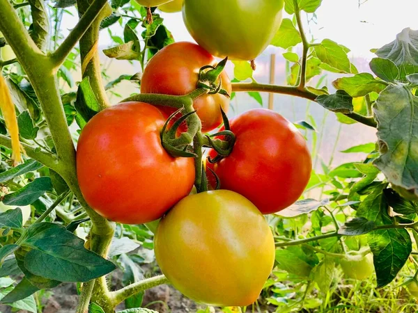 Ωρίμασε Κόκκινες Βιολογικές Ντομάτες Κλαδί Θερμοκήπιο Καλλιέργεια Τομάτας — Φωτογραφία Αρχείου