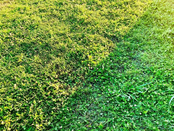 Fundo Grama Verde Dividido Seções Por Raios Luz Lugar Para — Fotografia de Stock