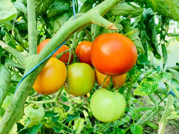 Ramo Com Tomates Vermelhos Maduros — Fotografia de Stock