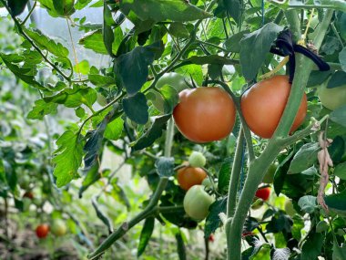 Ripe fresh tomatoes are hanging on a branch. Growing organic vegetables. Place for your text.