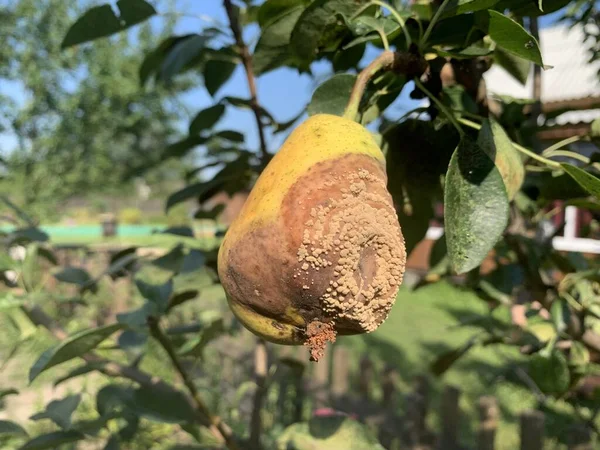 Rotten Pear Hanging Branch Pear Fruit Disease — Photo