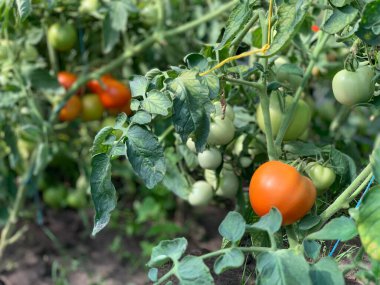 Ripe red tomatoes are hanging on a branch. Growing tomatoes.