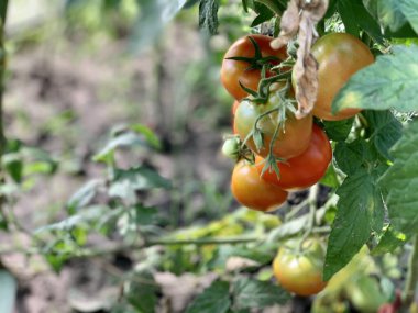 Ripe red tomatoes are hanging on a branch. Growing tomatoes.