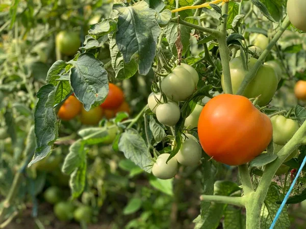 Mogna Röda Tomater Hänger Gren Odlade Tomater — Stockfoto