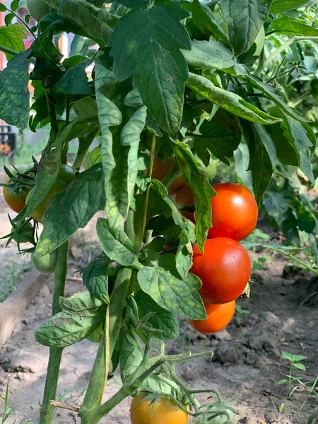 Rijpe Rode Tomaten Hangen Aan Een Tak Tomaten Verbouwen — Stockfoto