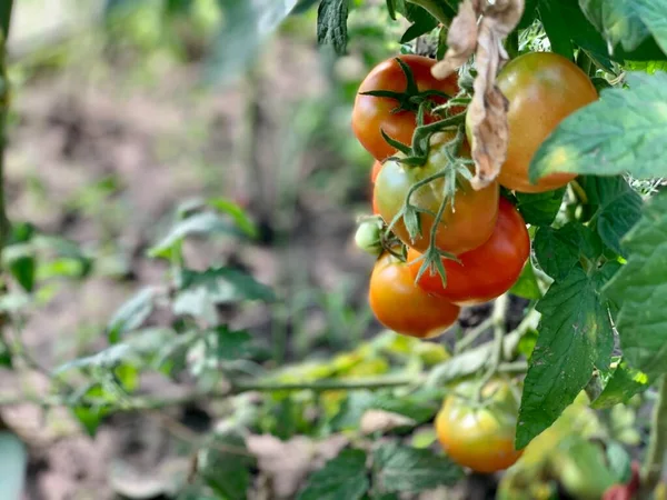 Tomates Vermelhos Maduros Estão Pendurados Ramo Cultivo Tomates — Fotografia de Stock