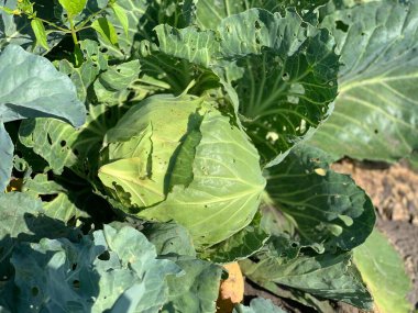 A head of fresh cabbage grows in the garden bed. Growing organic products.