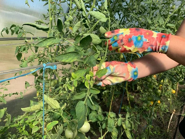 Seorang Petani Mengikat Tomat Sebuah Rumah Kaca Berkebun — Stok Foto
