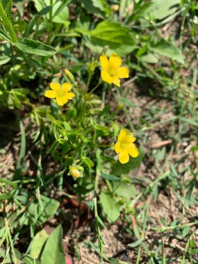 Sarı, güzel, küçük, vahşi çiçekler.