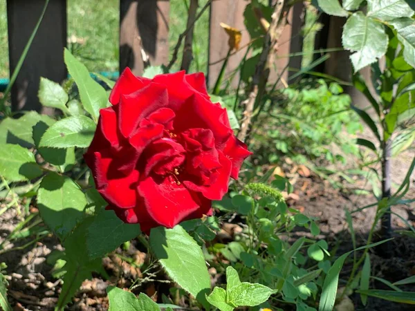 Arbusto Belas Rosas Vermelhas Jardim Canteiro Flores — Fotografia de Stock