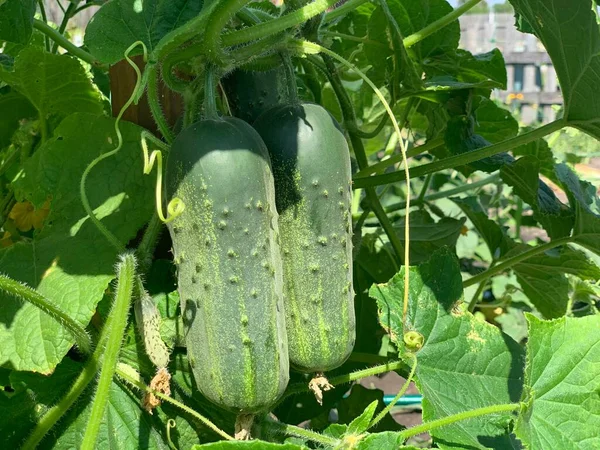 Los Pepinos Verdes Maduros Frescos Cuelgan Una Rama Pepinos Crecimiento — Foto de Stock