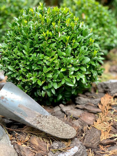 Top dressing boxwood. Fertilization of ornamental boxwood shrubs. Garden and vegetable garden concept. Boxwood is planted in a hedge. Boxwood care.