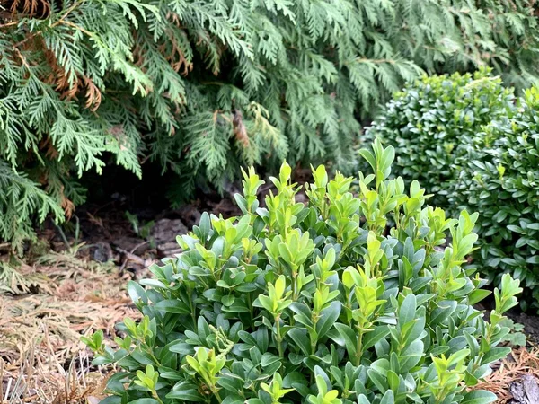 Groen Rond Buxus Groene Schurk Decoratieve Struiken Landscaping — Stockfoto