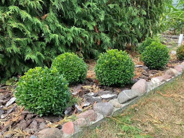 Groen Rond Buxus Groene Schurk Decoratieve Struiken Landscaping — Stockfoto