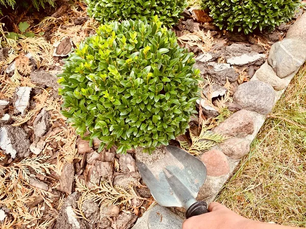 Fertilize Boxwood Ornamental Shrub Care — Stock Photo, Image