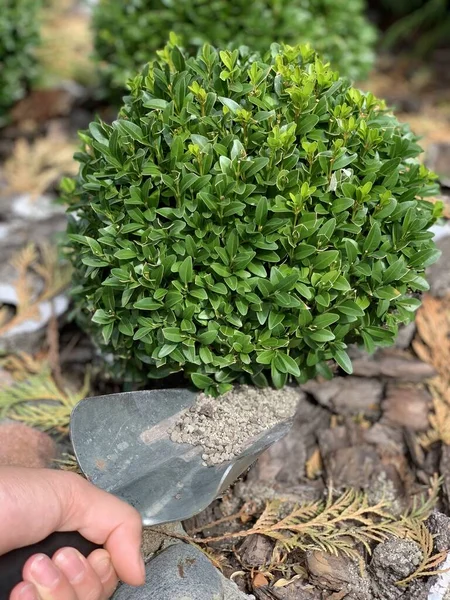 Fertilize Boxwood Perdu Ornamental Perawatan — Stok Foto