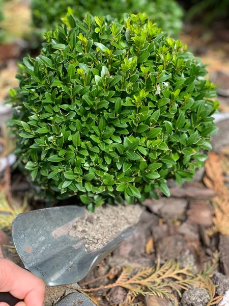 Het Toevoegen Van Minerale Meststoffen Aan Bodem Zorgen Voor Box — Stockfoto