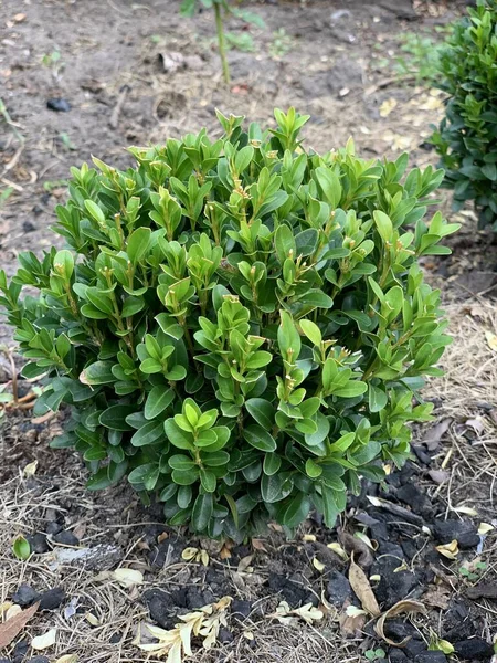 Landschapsarchitectuur Decoratieve Struik Ronde Groene Buxus — Stockfoto