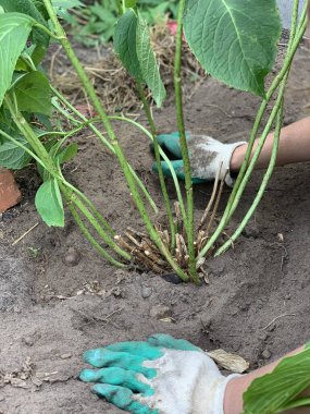 Yerin altına ortanca çalıları dikiyorum. Bahçıvan işte..