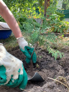 Toprağa katil tohumları ekiyorsun. Evergreen ekimi, bahçe ve sebze bahçesi..