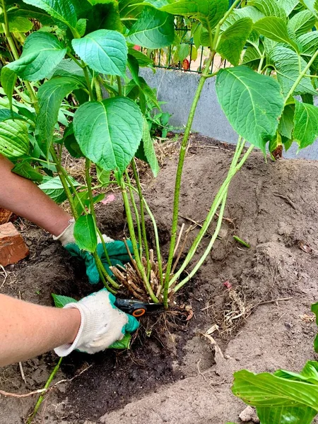 Menanam Semak Semak Hydrangea Tanah Tukang Kebun Tempat Kerja — Stok Foto