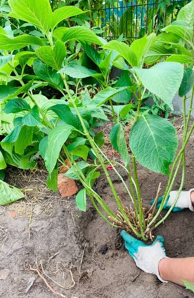 Menanam Semak Semak Hydrangea Tanah Tukang Kebun Tempat Kerja — Stok Foto