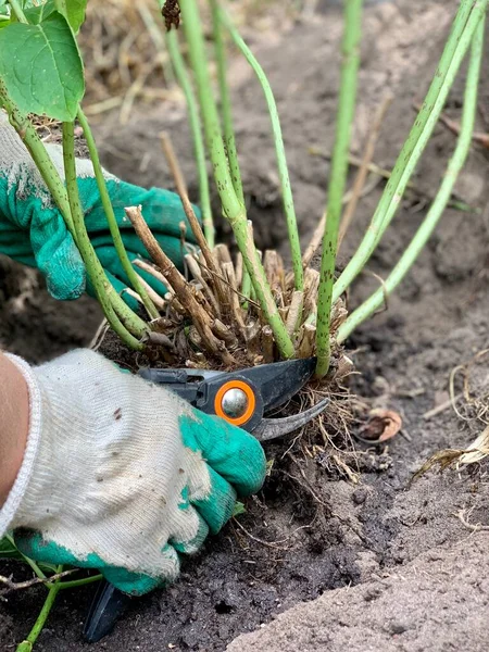 Tuinman Snijdt Een Haaghortensia Met Een Tuinsnoeier Close Snoeien Van — Stockfoto